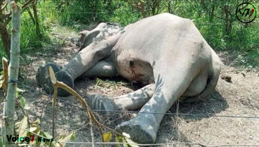 An Elephant dies in Teknaf Hill