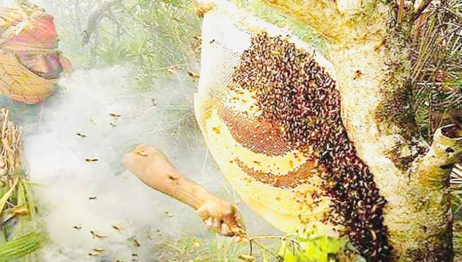 Honey extraction has begun in Sundarbans