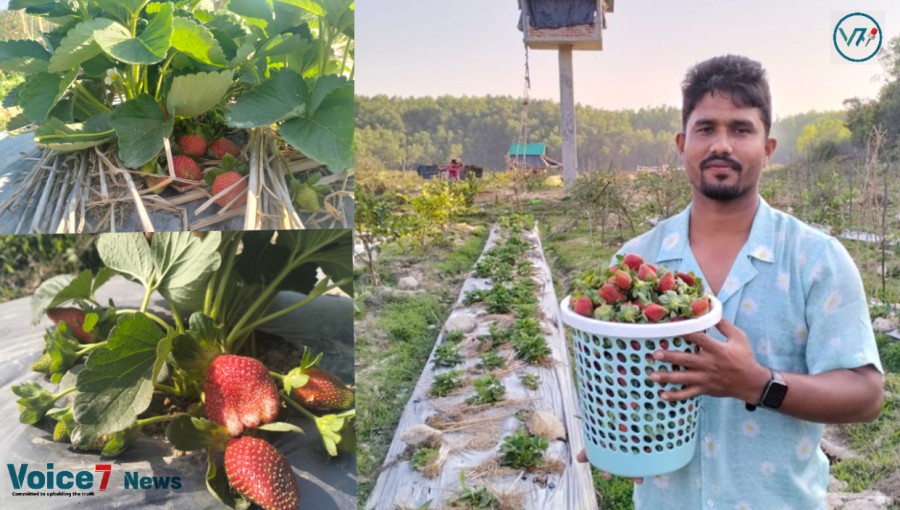 Cox's Bazar's soil is ideal for growing this particular type of American fast-fertile strawberry since it is disease-free and yields quickly: Arife