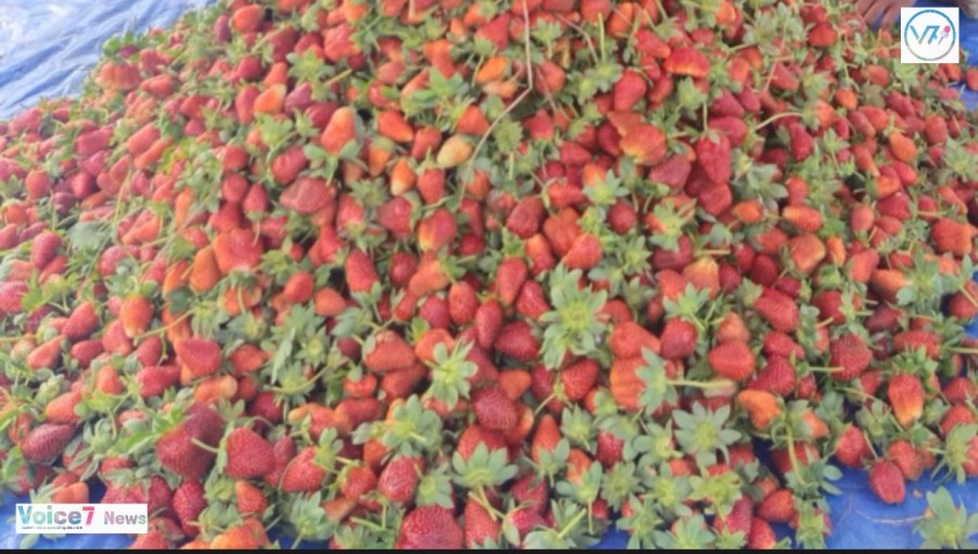 Strawberry cultivation successful Dalim.