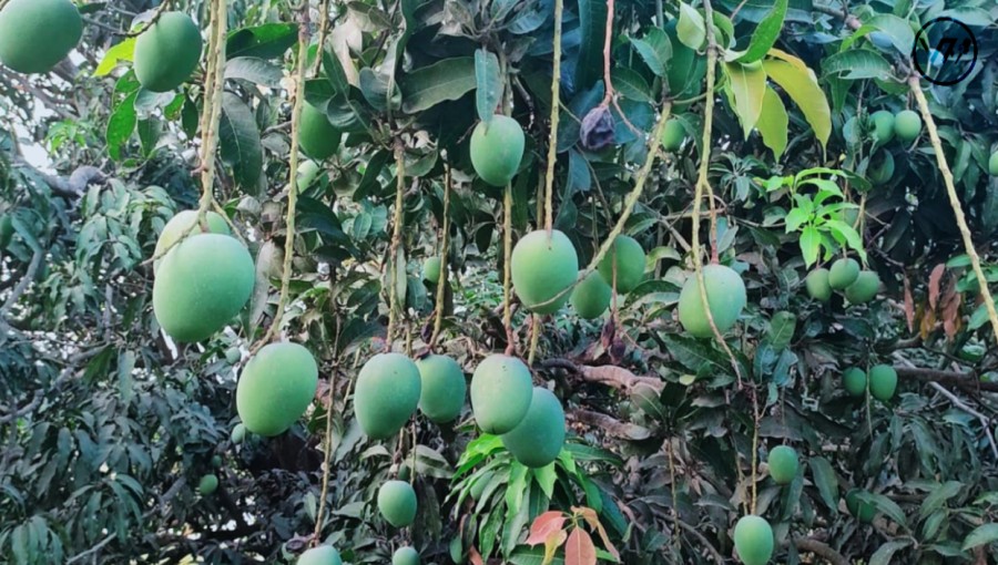 Rajshahi's Mango Season Sets Off with a Sweet Start!