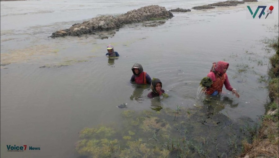 Shrimp die-off raising concerns in Khulna's Koira upazila. Officials are investigating the cause of the deaths. Photo: Voice7 News