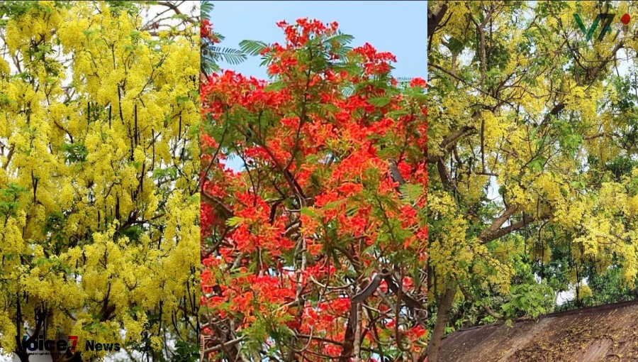 Nature adorned in red and yellow with Krishnachura and Sonalu blossoms in Pabna. Photo: Voice7 News
