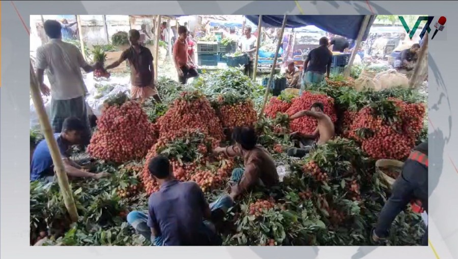 Lychee Market Price Hike Amidst Production Drop in Meherpur