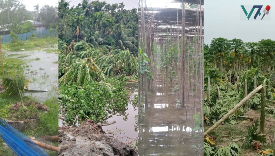 Local farmers in Pirojpur, face the aftermath of powerful storm Remal, as agricultural properties suffer extensive damage. Photo: Voice7 News