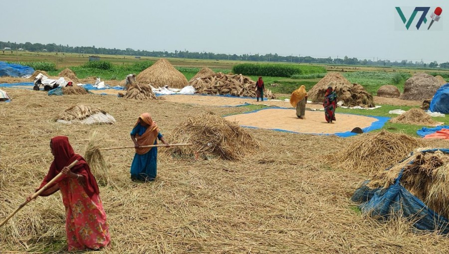 The image portrays the essence of agricultural life in Bangladesh during the harvest season. Photo By: Shahin Rahman.