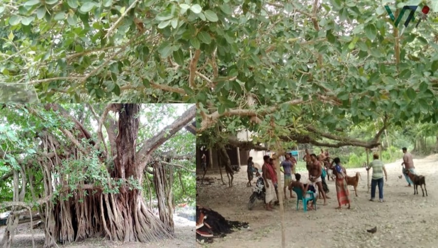 A Love That Grew: The Banyan trees and Pond in Chinabhathkur village, Pabna, stand intertwined, symbolizing ninety years of a unique and cherished marital bond, celebrated by generations. Photo Voice7 News