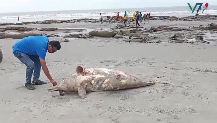Dead Dolphin on Kuakata Beach -  Marine resources, including aquatic and mammal species, face extinction threats, highlighting the urgency for conservation efforts. Photo: Voice7 News