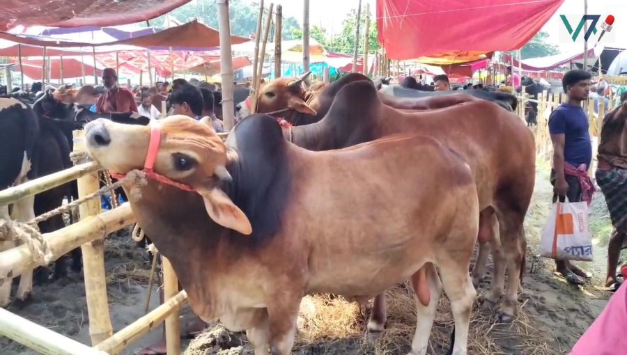 Pabna Cattle Markets Bustle with Low Prices Ahead of Eid-ul-Adha
