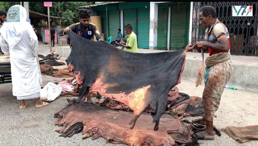 Disheartened sellers in Rajshahi struggle with low prices for sacrificial animal hides, often giving away goat hides for free with cowhides, highlighting the ongoing crisis in the local leather market. Photo: Voice7 News