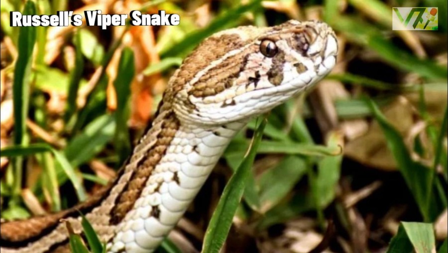Russell's Viper terrified of Char Areas in Rajshahi