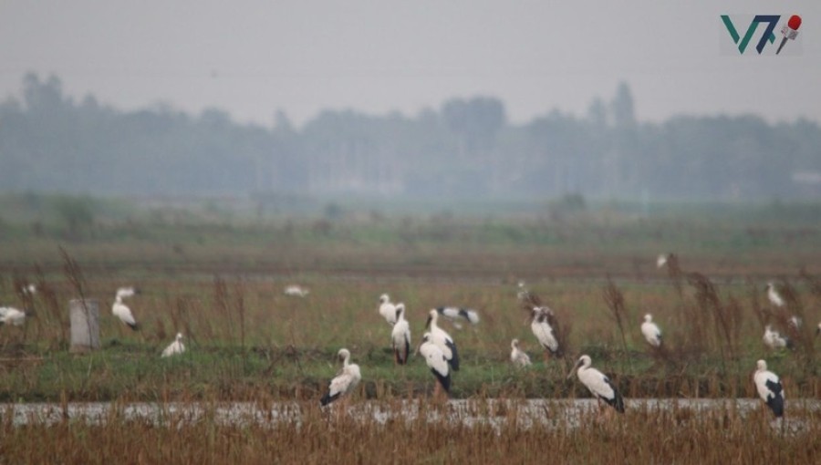 Shamukkhola birds freely roaming in Chalan Beel, Pabna. Photo: Vpice7 News