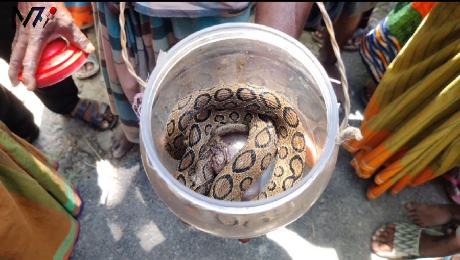 Curious locals gather to catch a glimpse of the 5-foot Russell's viper caught in a farmer's net in Kalapara, Patuakhali.