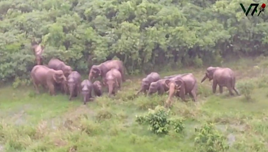 Rare Sighting of Wild Elephants Roaming Near Ukhiya in Cox's Bazar!