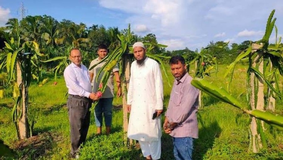 Dragon Fruit Cultivation Gains Popularity Among Farmers in Feni