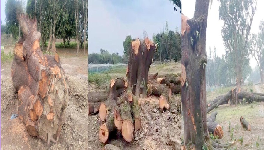 AL Figures Face Claims of Cutting Tk 5 Million Worth of Mango Trees