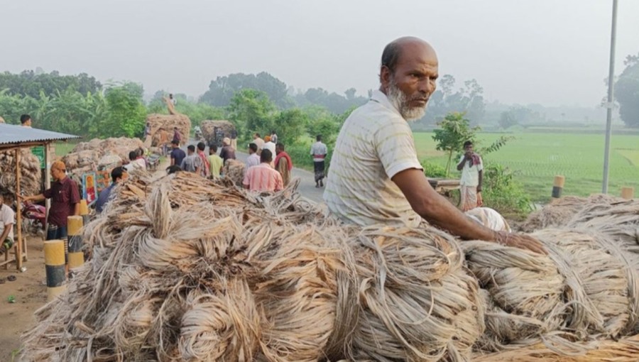 Farmers in Rajshahi are busy harvesting and processing new jute, which is fetching higher prices this year. Photo: V7N