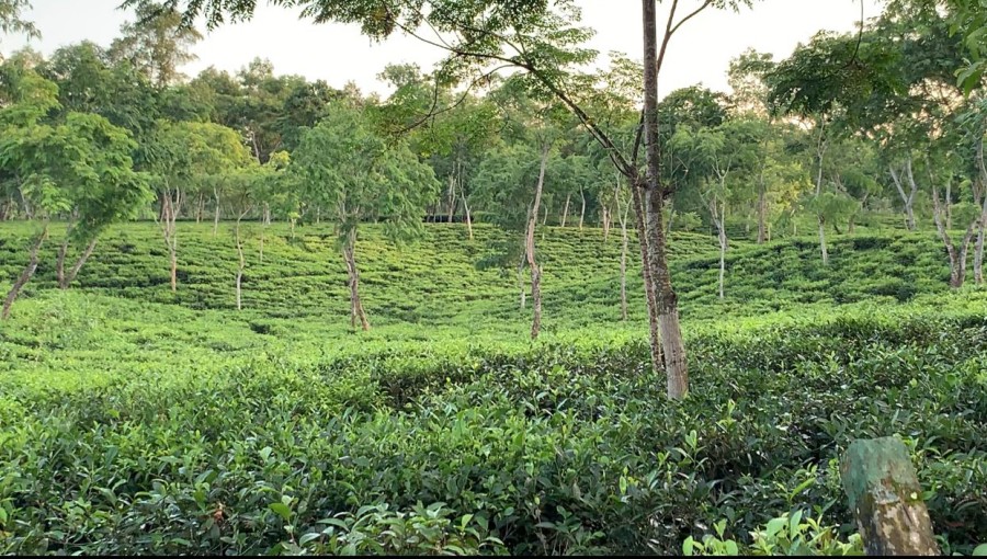 Teliyapara Tea Garden: A Scenic Landmark and Crucial Site in Bangladesh’s Liberation War History. Photo: MD. Saef Ullah