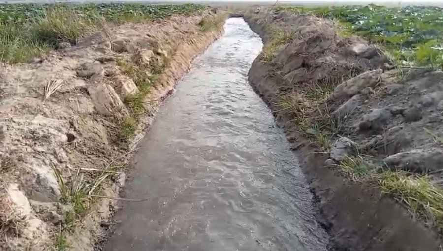 Inadequate irrigation in Bishahari Haor, Khaliajuri, is disrupting Boro rice cultivation, with farmers urging for urgent water supply solutions.