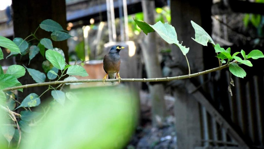 "A single shalik perched on a branch—a sight often linked to superstition in South Asian culture, symbolizing an ominous start to the day for many." ( Photo: Biplob Talukder, Voice7 News )