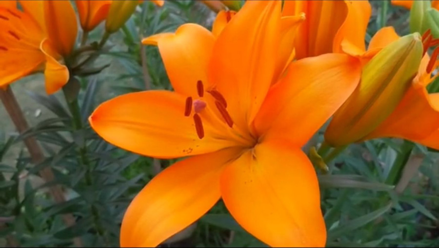 "Vibrant orange Asiatic lilies bloom in Khagrachari's Mahila College area, marking a successful trial of experimental cultivation with hopes for commercial expansion."