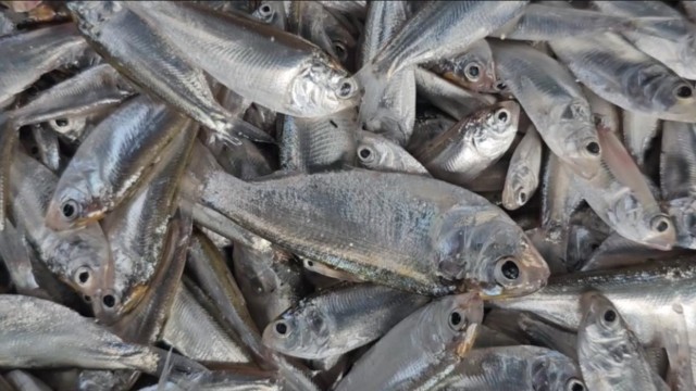 Fishermen unload freshly caught fish at Kaptai Lake BFDC landing station as fishing resumes after the seasonal ban.