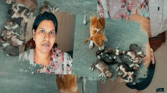 Woman Arrested After Eight Puppies Found Drowned in Ishwardi