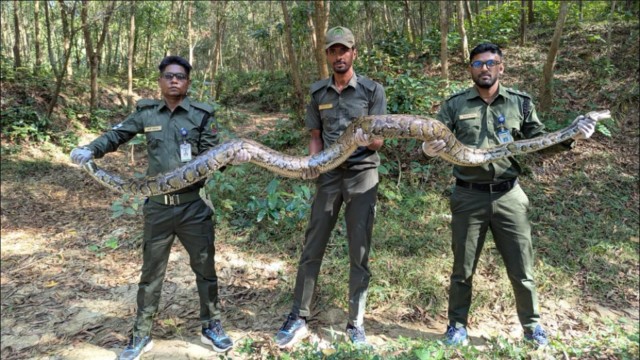 Forest Department Releases 15-Foot Burmese Python in Ukhiya, Cox’s Bazar