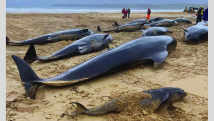 Over 100 Pilot Whales Beached in Australia