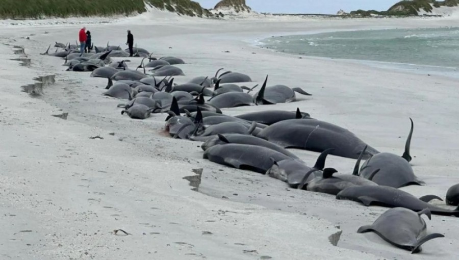 Mass Stranding Leaves 77 Whales Ashore in Scotland's Orkney Archipelago