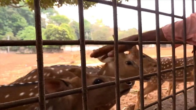 Eid Joy at National Zoo: Visitors Relive Childhood Among Tigers and Giraffes