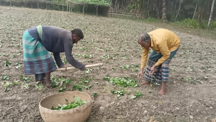 Farmers in Kathalia, Jhalokathi, busy planting sweet potato vines in their fields, aiming for a bountiful harvest this season after last year's success.