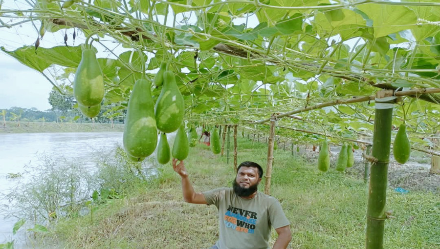 Farmers in Kathalia harvesting a rich yield of winter vegetables.