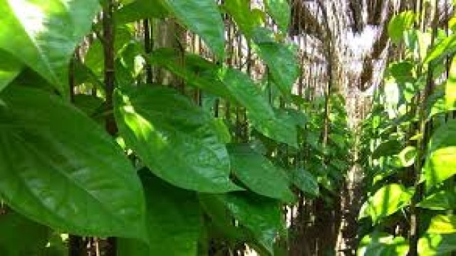 Rajshahi’s prized betel leaves face devastation from an unseen sap-sucking pest.